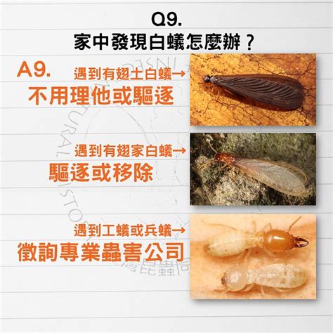 防止白蟻入侵|白蟻怕什麼？防治消滅方法整理包：防堵白蟻入侵5點。